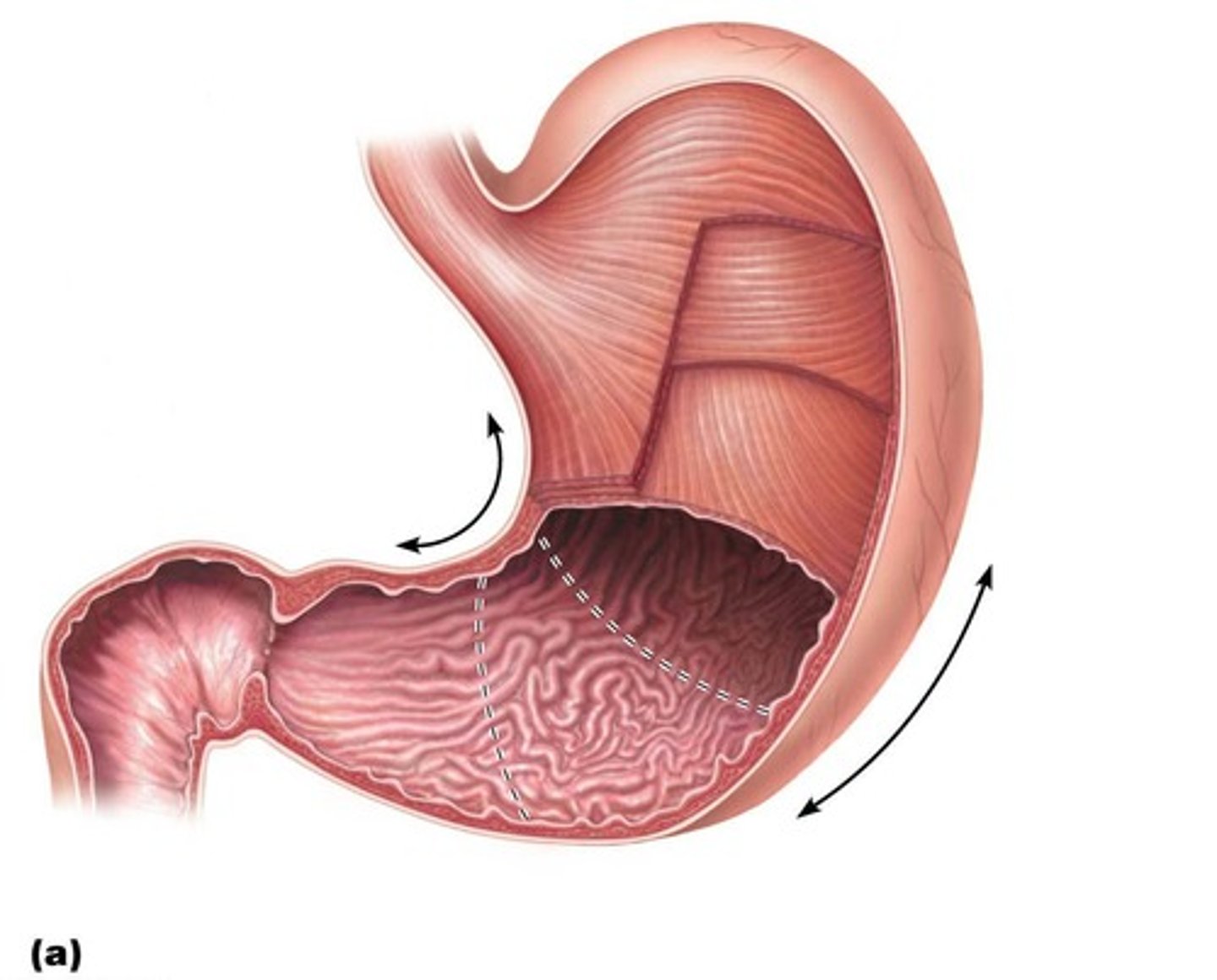 <p>Mucosa, Submucosa, Muscularis externa, and Serosa.</p>