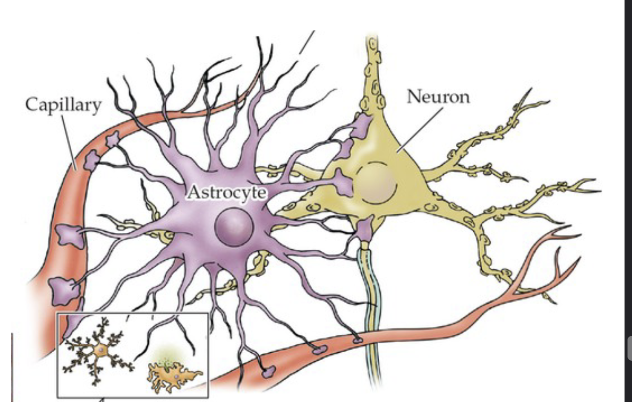 <p>Astrocyte </p>