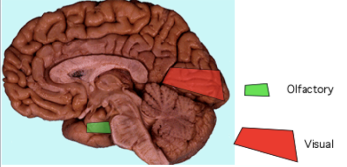 <p>Olfactory Bulb</p>