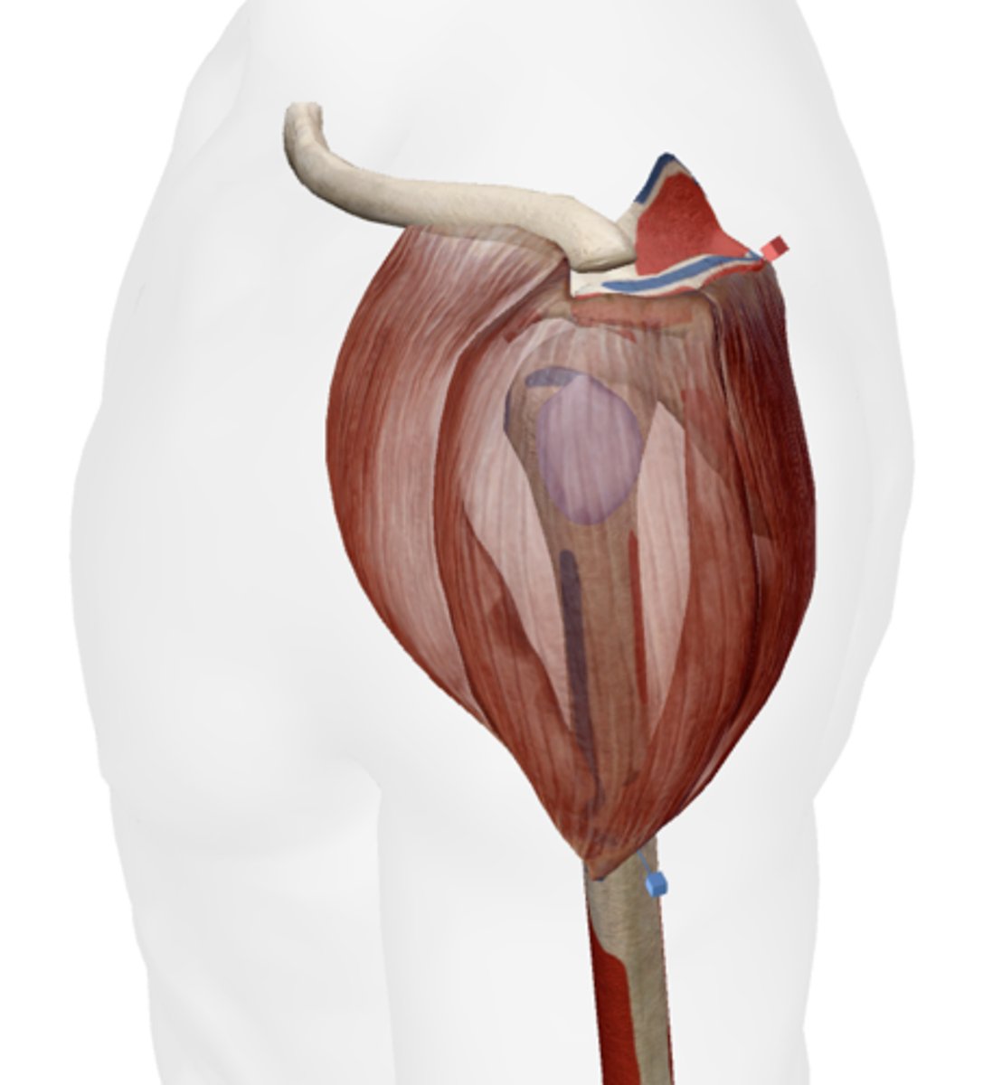 <p>anterior border of lateral 1/3 of clavicle, acromion and spine of scapula</p>
