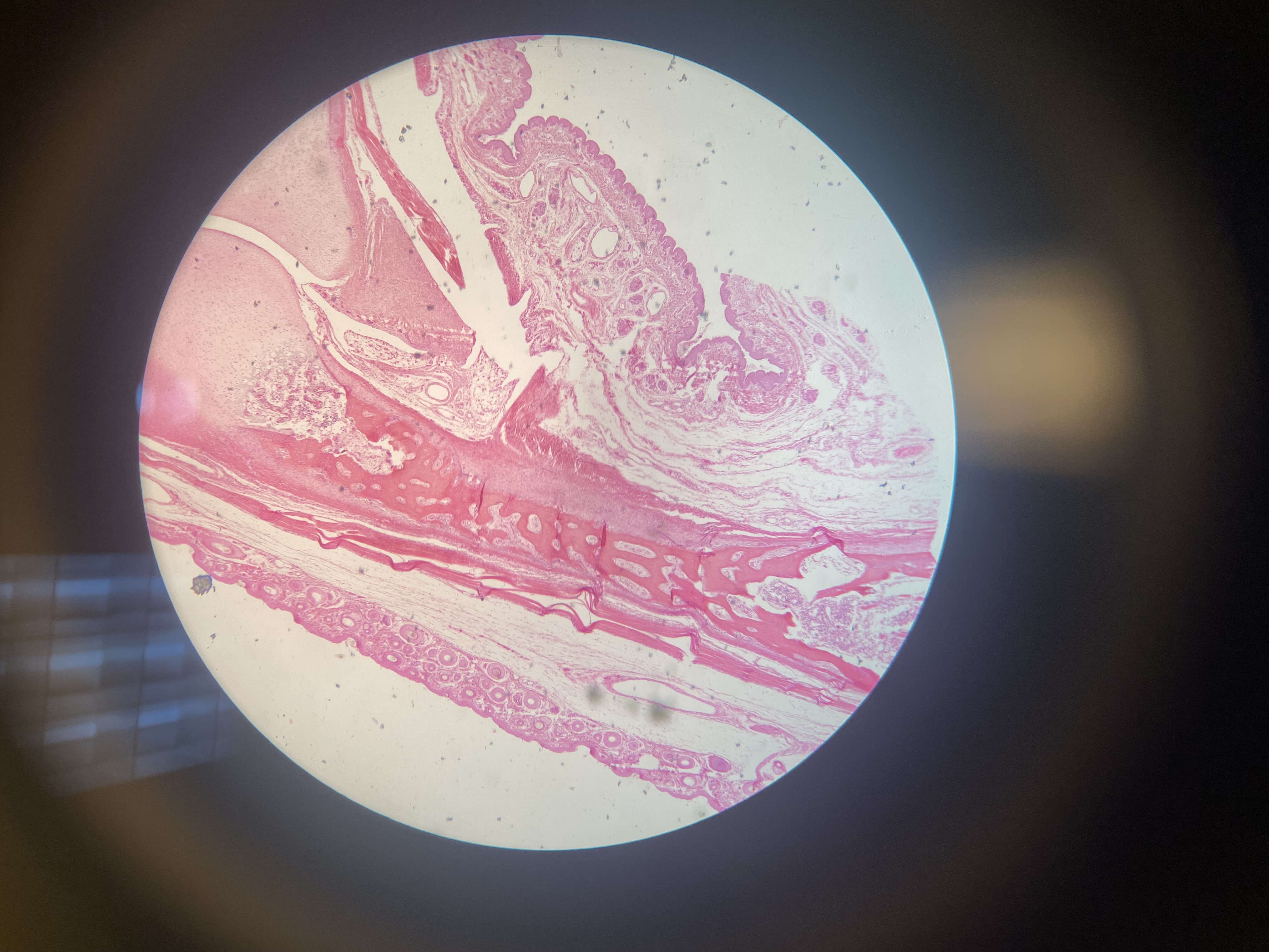 <p>Identify</p>