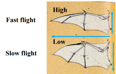 <p>Adaptations of low vs. high aspect ratio wings in bats</p>