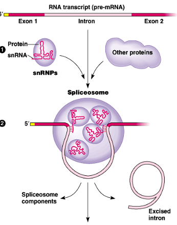 <p>remove the introns in loops (excised introns) to splice the exons together</p><ul><li><p>spliceosome component: snRNPs + other proteins</p></li><li><p>snRNP: small nuclear ribonucleoprotein</p><ul><li><p>snRNA: small nuclear ribonucleic acid</p></li><li><p>protein</p></li></ul></li></ul><p></p>