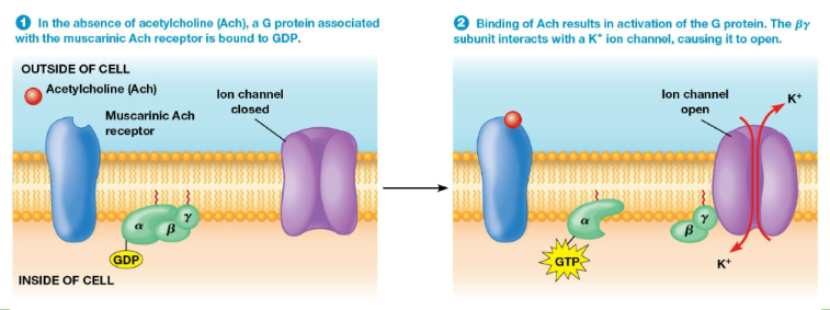Acetylcholine binds to a muscarinic Ach receptor, activating a G protein. The beta gamma subunit of the G protein targets a sodium-potassium channel, causing potassium to enter the membrane.
