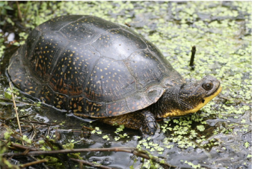 <p>Emydoidea blandingii<br>Blanding’s turtle<br>Emydidae</p>
