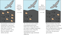 <p>The animals (or plants) <strong>best suited to their environment</strong> are <u>more likely to survive</u> and <u><strong>reproduce</strong></u>, passing on the characteristics which helped them survive to their offspring. <em>Gradually, the species changes over time.</em></p>