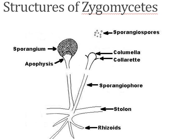 <p>stolon - part of hyphae</p><p>apophysis - sides of sporangium?</p>