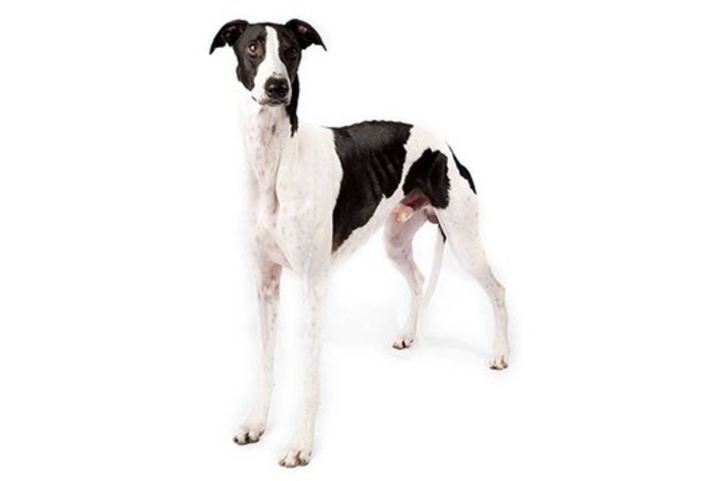 <p>Gentle, Independent, Noble</p><p>AKC Breed Popularity: Ranks 151 of 194</p><p>Height: 28-30 inches (male), 27-28 inches (female)</p><p>Weight: 65-70 pounds (male), 60-65 pounds (female)</p><p>Life Expectancy: 10-13 years</p><p>Group: Hound Group</p>