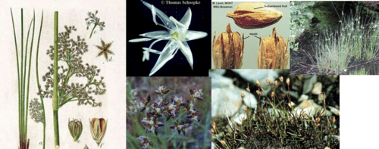 <p>What family has these characteristics?</p><p>- Wetlands</p><p>- Stems round and solid (never hollow , open sheath)</p><p>- perfect (bisexual), radially symmetric</p><p>- (6, 6, 3) </p><p>- 3 fused carpels -> capsule</p>