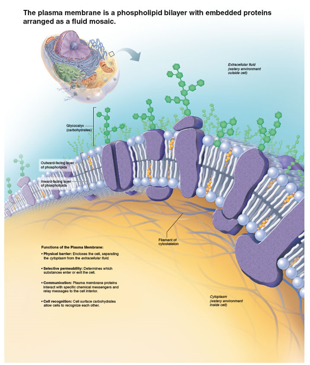 <p>acts as an active selectively permeable barrier that separates intracellular fluid from extracellular fluid (ex. role in cellular activity and controls what enters/leaves cell)</p>