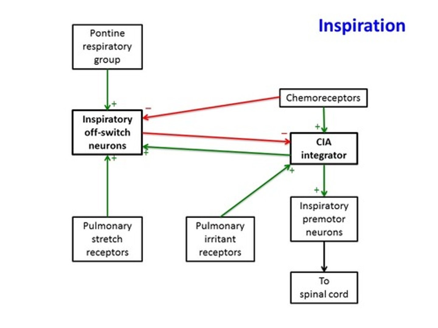 <p>depolarize during inspiration</p>