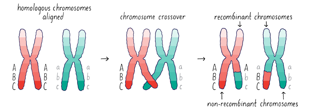 <p>Before meiosis, all alleles are linked with other alleles in either one of two phases (here, ABC or abc) </p>