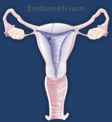 <ul><li><p>layer of endometrium</p></li><li><p><span style="color: yellow;"><strong>regenerates</strong> new endometrial tissues</span> after menses</p></li><li><p>very vascular</p></li></ul><p></p>