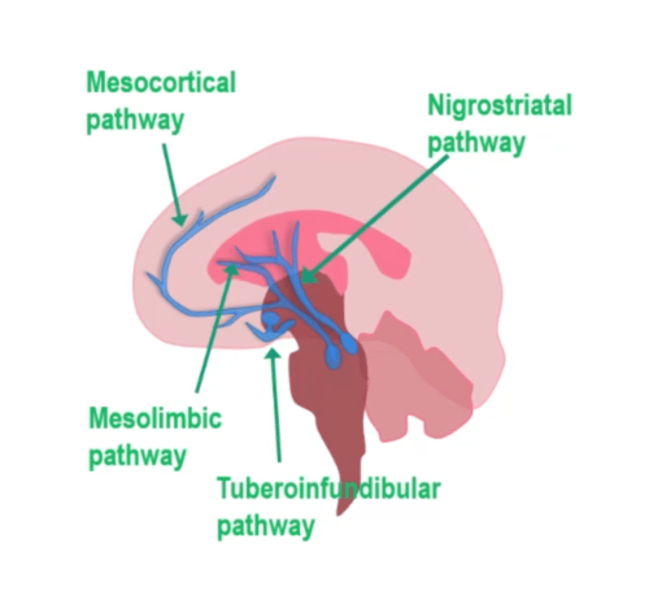 <p>1. Mesolimbic</p><p>2. Mesocortical</p><p>3. Nigrostriatal</p><p>4. Tuberoinfundibular</p>