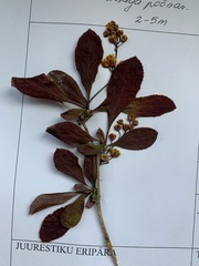Berberis vulgaris