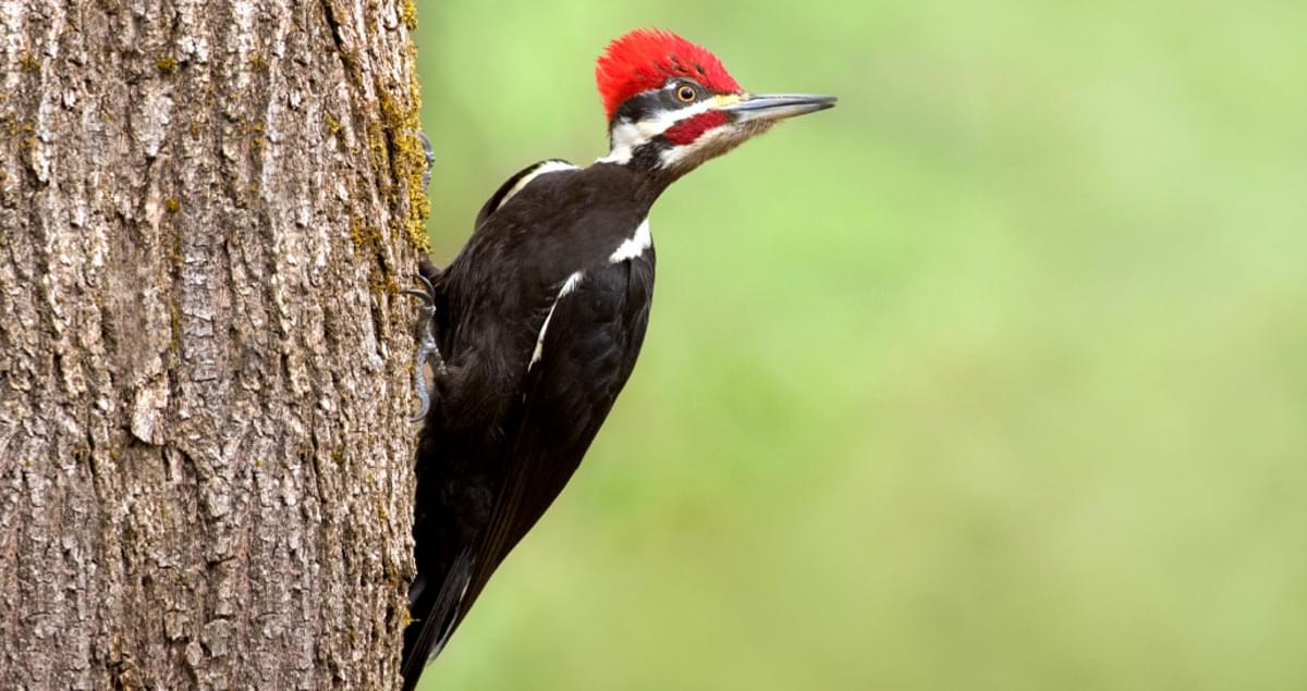<p>Identify the specimen (common name only)</p>