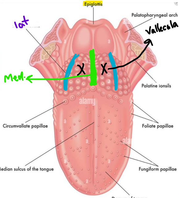 <p>it is a depression between median and lateral glosso-epiglottic folds</p><ul><li><p>glosso-epiglottic folds connect the tongue and epiglottis</p></li></ul><p></p>