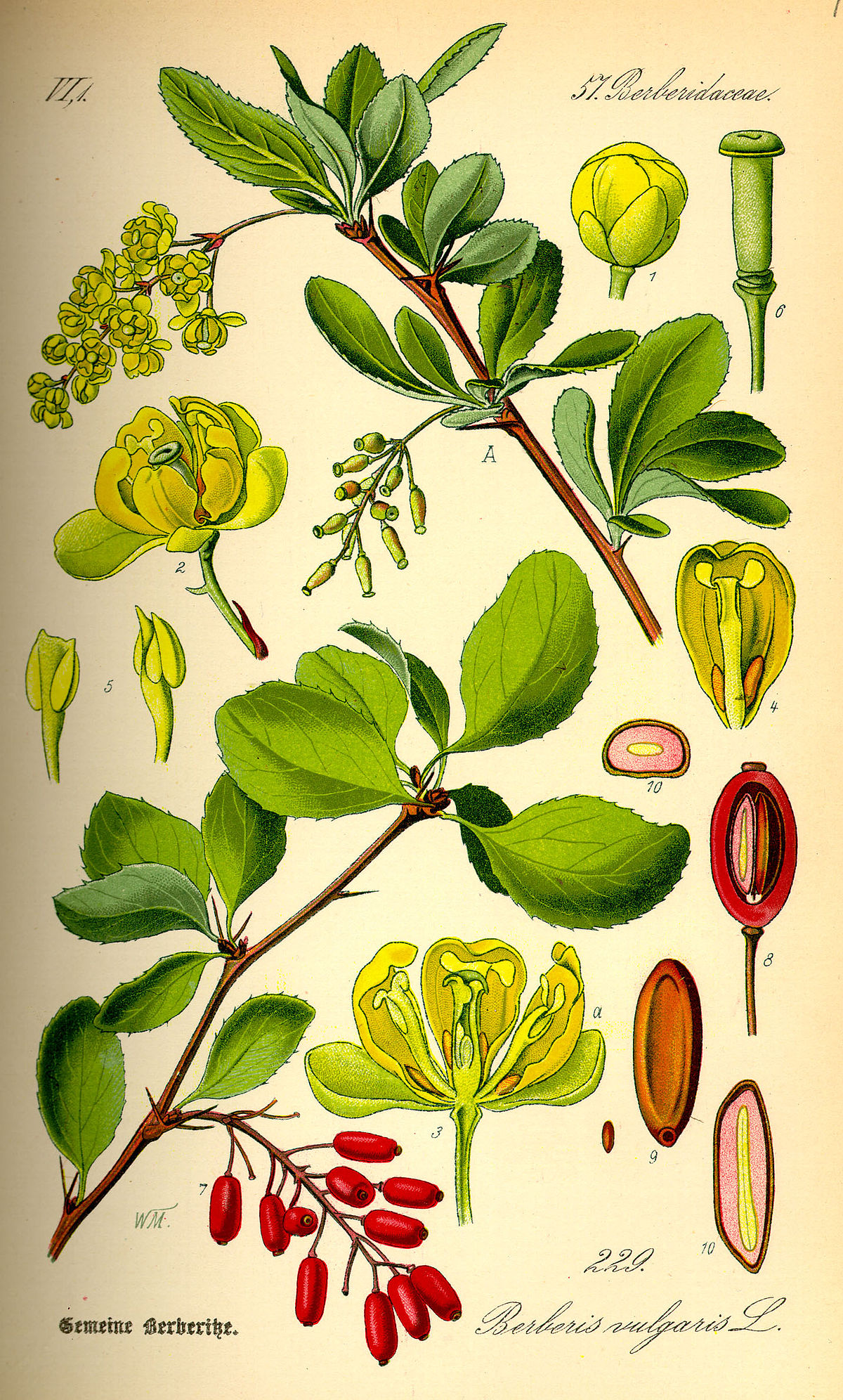 <p>Berberis vulgaris</p>