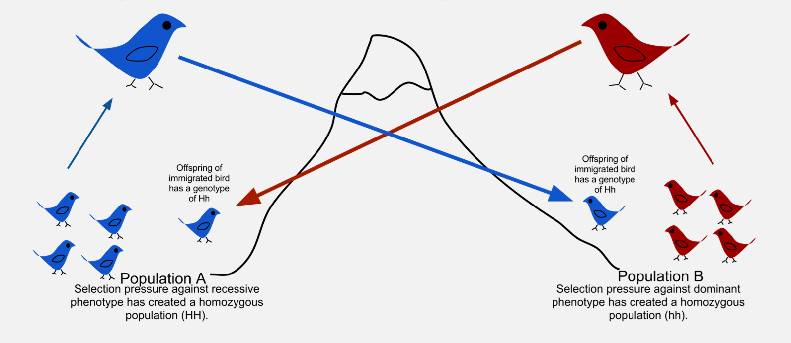 <p><span style="font-family: UICTFontTextStyleBody; font-size: 17px;">Movement of alleles between populations (can be adaptive, neutral, or maladaptive).</span></p>