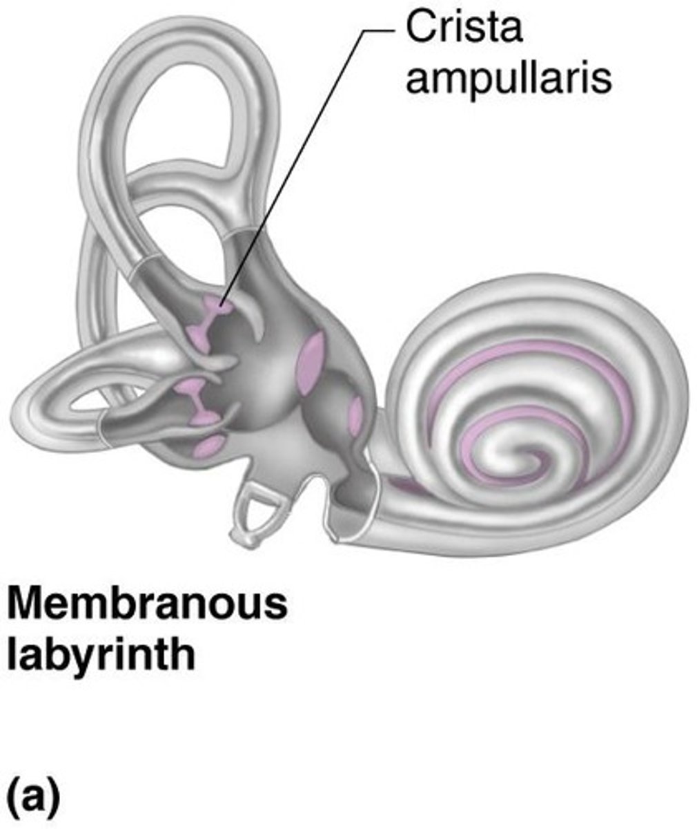 <p>Contains equilibrium receptors for balance.</p>