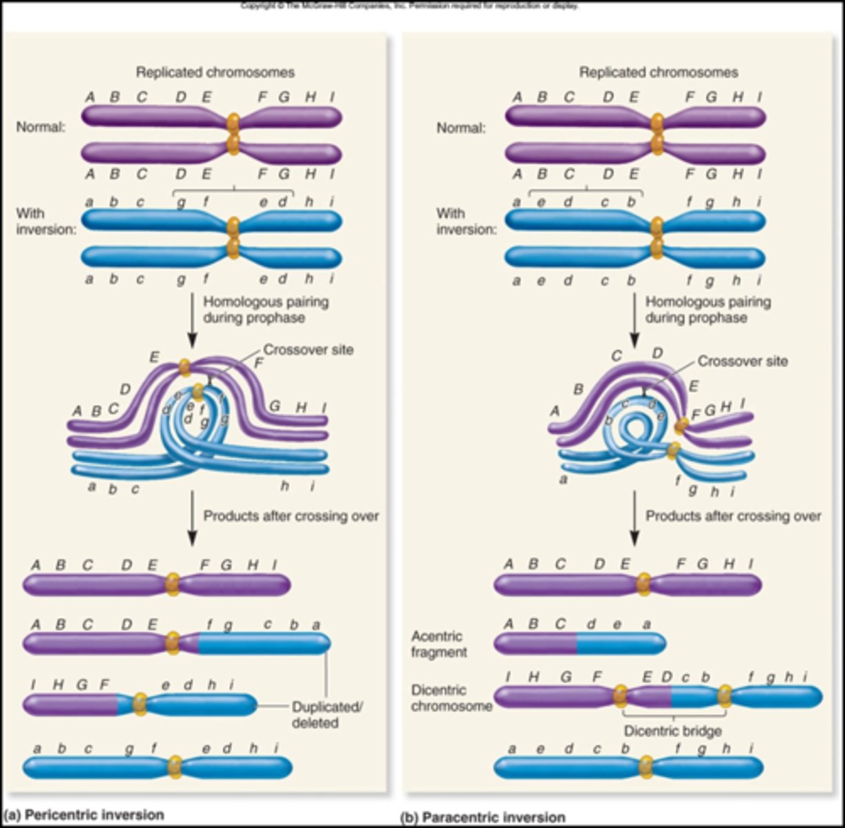 <p>The loop structure that is formed <strong>when the homologous chromosomes of an inversion heterozygote</strong> attempt to align themselves (i.e., synapse) during meiosis.</p><p></p><p>The chromosomes form an inversion loop so that the homologous regions can pair with each other. For the inverted and noninverted regions to pair, a loop must form.</p><p></p><p>for situations with a <span style="text-decoration:underline">pericentric inversion</span>- 2 chromosomes will have a deletion and duplication along with 2 regular chromatids.</p><p></p><p>for situations with a <span style="text-decoration:underline">paracentric inversion</span>- 1 chromosomes will be acentric and degrade and the other will be dicentric (have 2 centromeres) with a dicentric bridge</p>