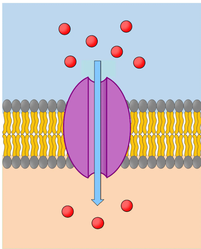 <p>what type of protein is this</p>