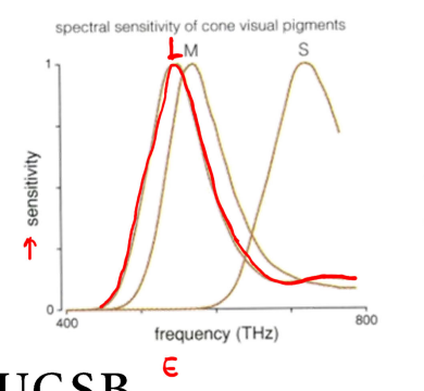 <p>each cone has a different peak sensitivity, this is the frequency at which its sensitivity is greatest</p>