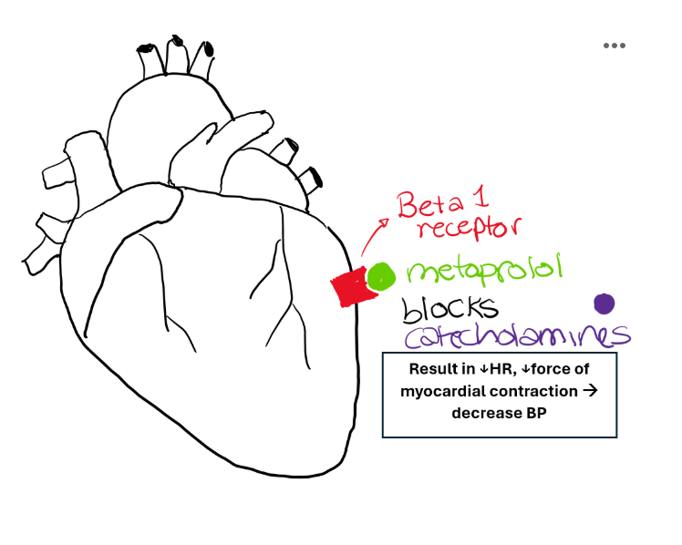 <ul><li><p>Block beta-1 receptors in the heart</p></li><li><p>↓ heart rate</p></li><li><p>↓ contractility</p></li><li><p>↓ cardiac output</p></li><li><p>↓ BP</p></li><li><p>suppress activity of renin</p></li></ul><p></p>