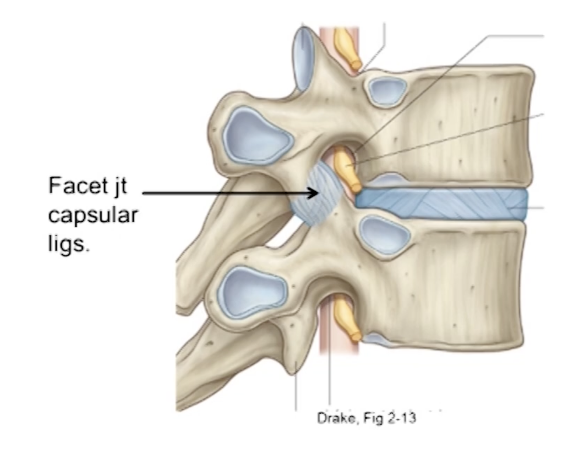 <p>Help to reinforce the joint capsule of any synovial joint</p><p>Position: posterior to intervertebral joints surrounding the facet joints</p><p>Function: limit excessive flexion and rotation</p>