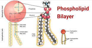 <p>glycerol + phosphate head attached to two acid chains (one saturated and one unsaturated)</p><ul><li><p>energy storage</p></li><li><p>surfactant</p></li><li><p>thermal and water insulation</p></li><li><p>phospholipid bilayer</p></li></ul><p></p>