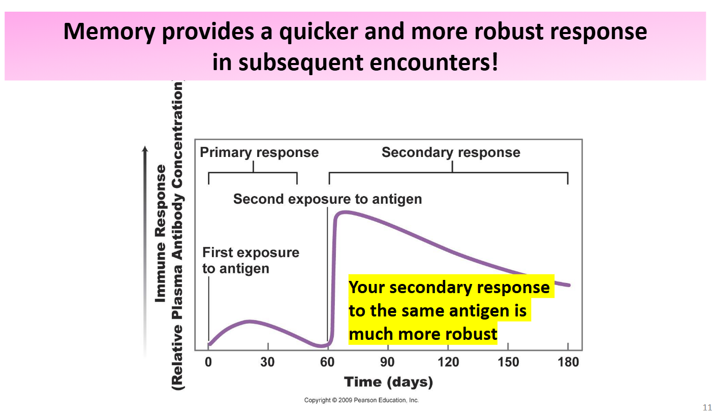<ul><li><p><span style="background-color: transparent;"><span>Primary is the initial response with moderate strength; secondary is a faster, stronger response due to memory cells.</span></span></p></li><li><p><span style="background-color: transparent;"><span>G</span></span>reater immune response → more amplified response → stronger attack.</p></li><li><p>If the<strong>&nbsp;</strong>body is attacking a pathogen more strongly then it will fight it off quicker → Less Severe Symptoms → Recover Quicker</p></li></ul><p></p>