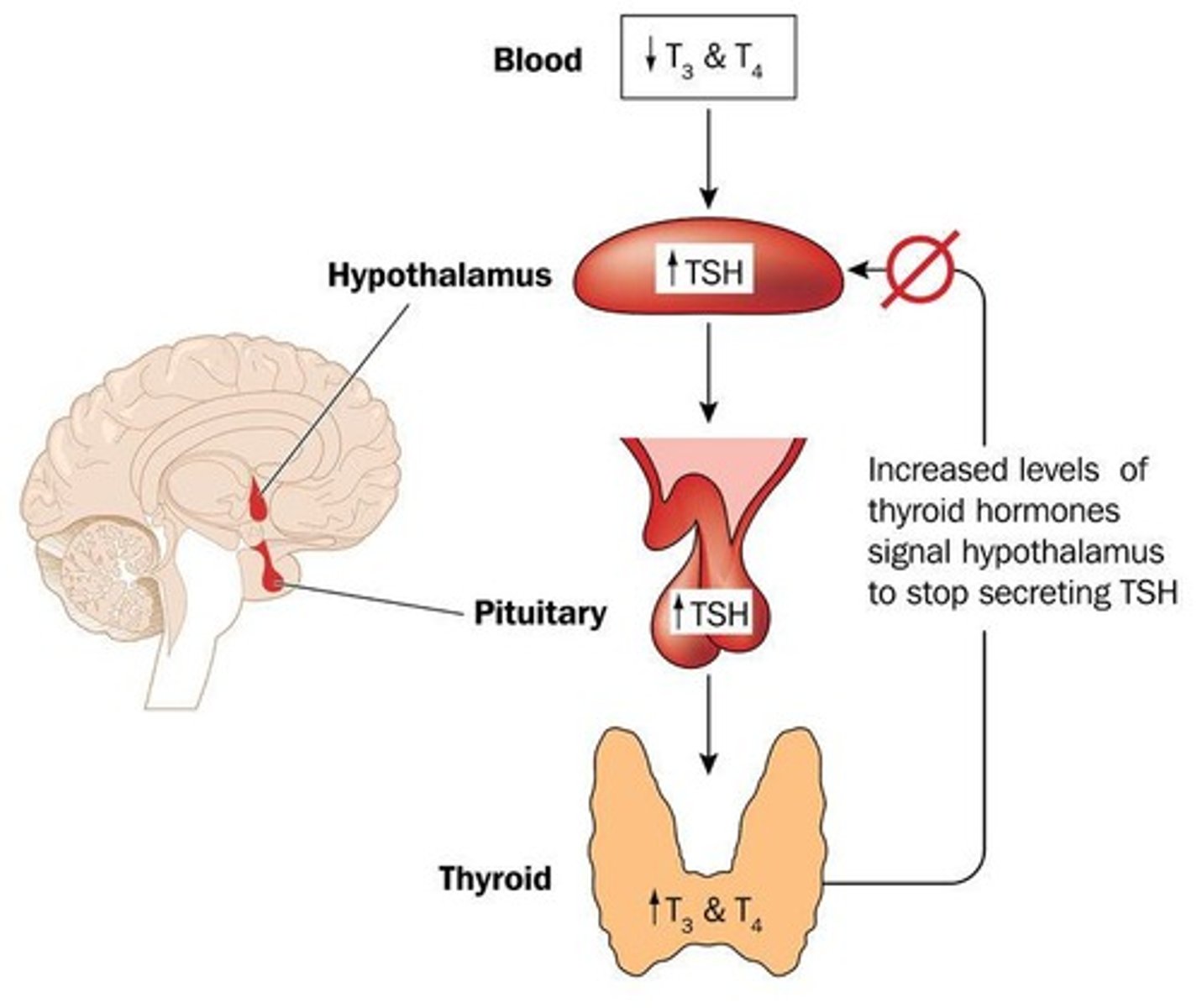 <p>The regulation of thyroid hormone levels via TSH from the anterior pituitary.</p>