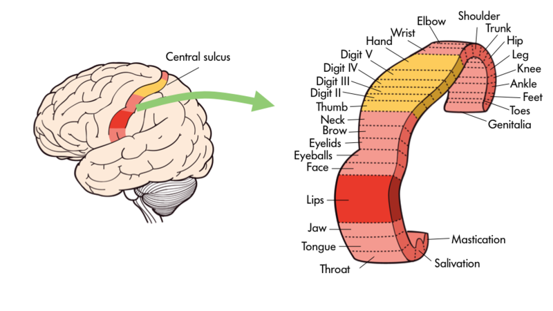 <p>Part of the frontal lobe; <span>strip running along the side of the brain in charge of voluntary movements like waving goodbye, wiggling your eyebrows, and kissing; has a part devoted to each part of the brain</span></p>