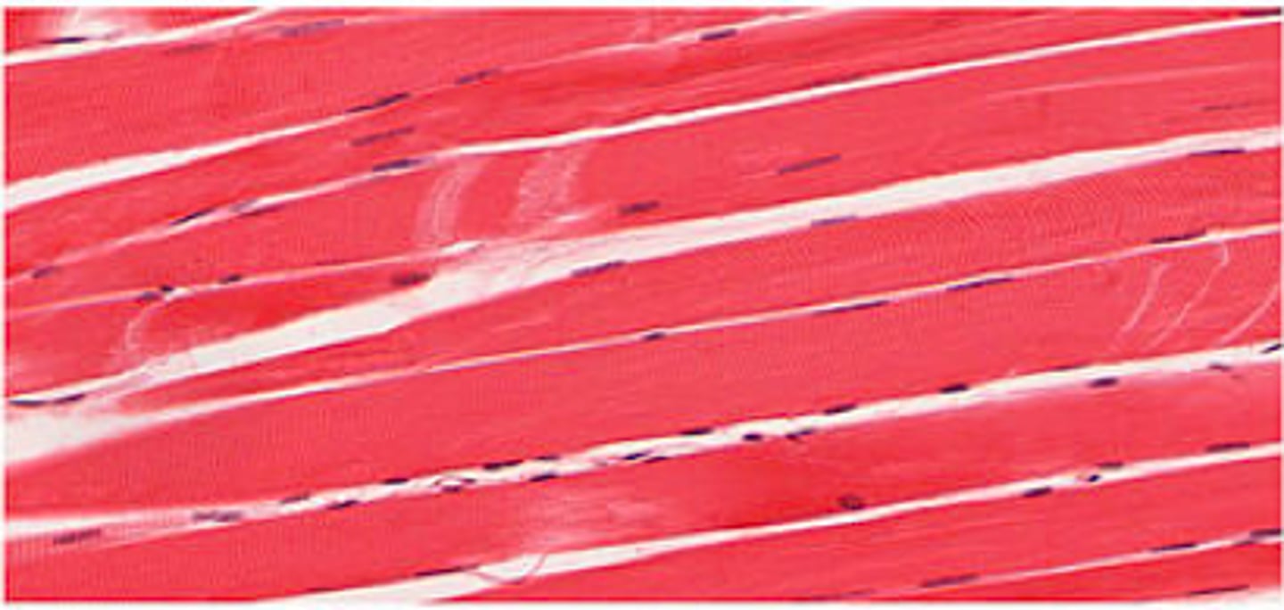 <p>Identify this tissue.</p>