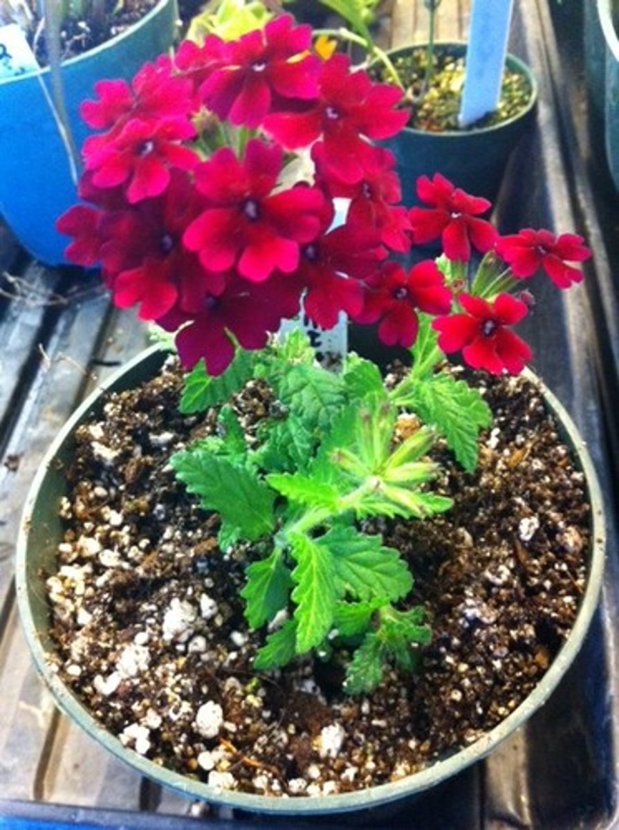<p>Plants that live for only one year.</p>