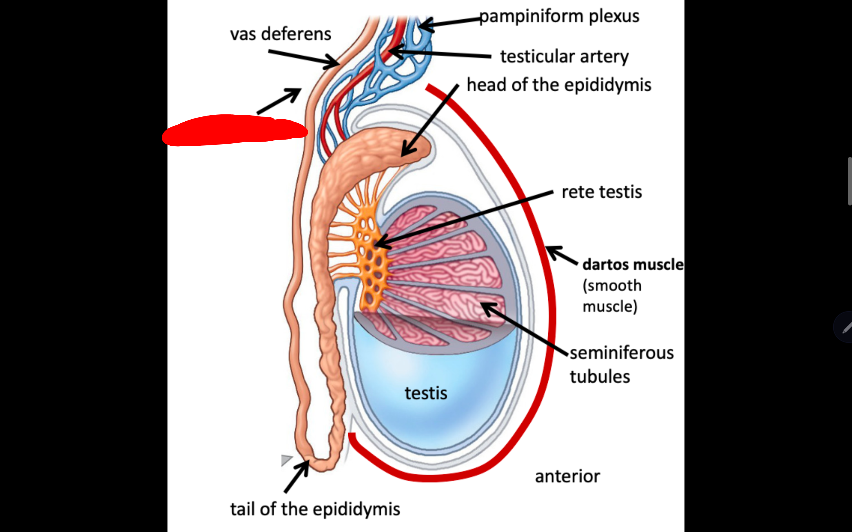 <p>Name the structure in red</p>