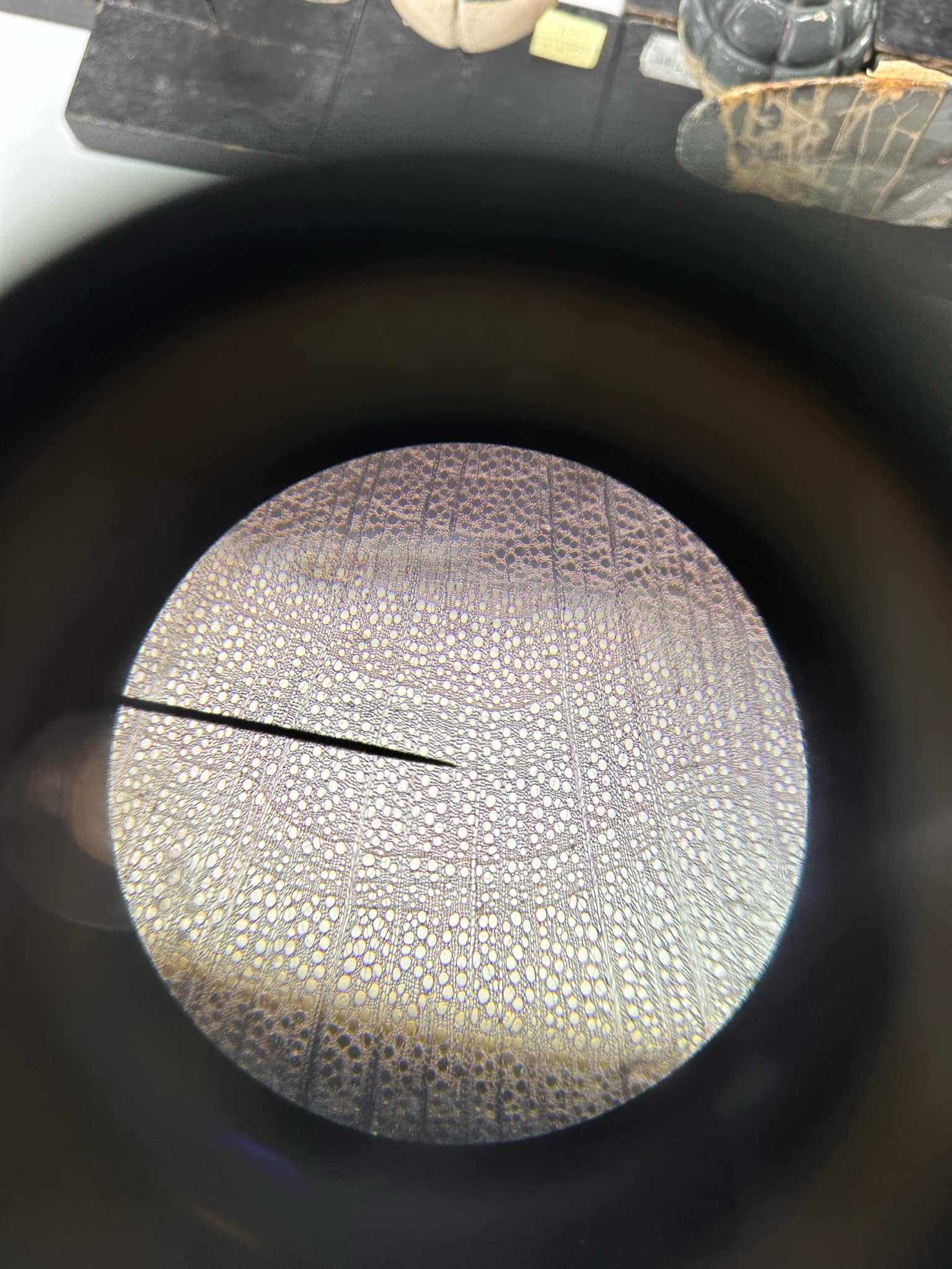 <p>identify the prepared slide</p>