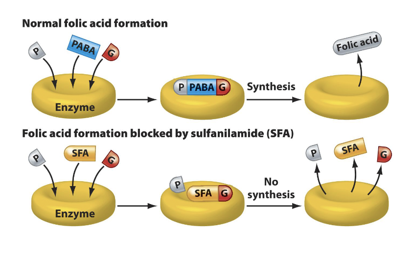 <ul><li><p>Sulfonamide (sulfa) drugs act to <strong>inhibit the synthesis of nucleic acids </strong>by preventing the <strong>synthesis of folic acid</strong>, an important cofactor in the synthesis of <strong>nucleic acid precursors</strong>.</p></li><li><p>All organisms use folic acid to synthesize nucleic acids. Bacteria make folic acid from the combination of <strong>PABA, glutamic acid, and pteridine</strong>. </p></li><li><p>Mammals do not synthesize folic acid and must get it from the diet or microbes</p></li></ul><p></p>
