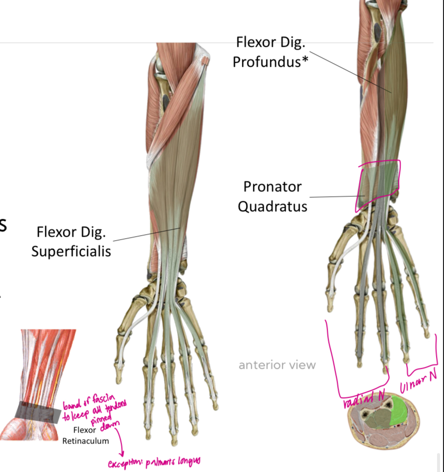 <p>Innervation: <strong>Ulnar N</strong></p><p>Function: <strong>DIP Flexion </strong></p>