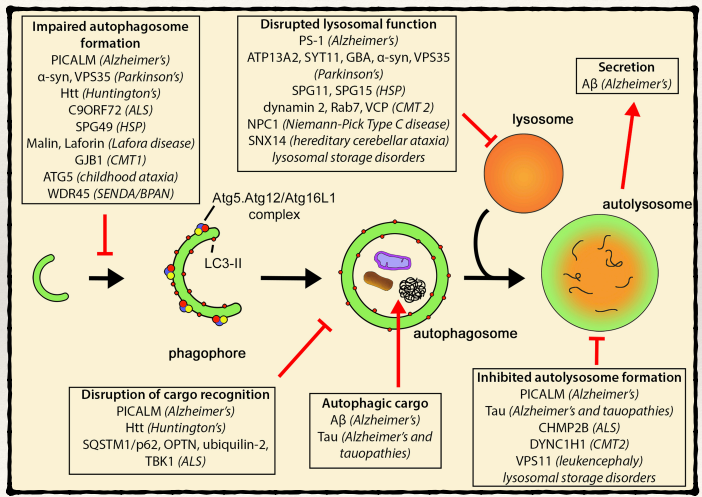 <ul><li><p>Impaired autophagosome formation</p></li><li><p>Disrupted lysosomal function</p></li><li><p>Disruption of cargo recognition </p></li><li><p>Mutations in the ability to target autophagic cargo - e.g tauopathies</p></li><li><p>Inhibited autolysosome formation</p></li></ul><p>None of the mutations completely block autophagy - that would be fatal.</p>