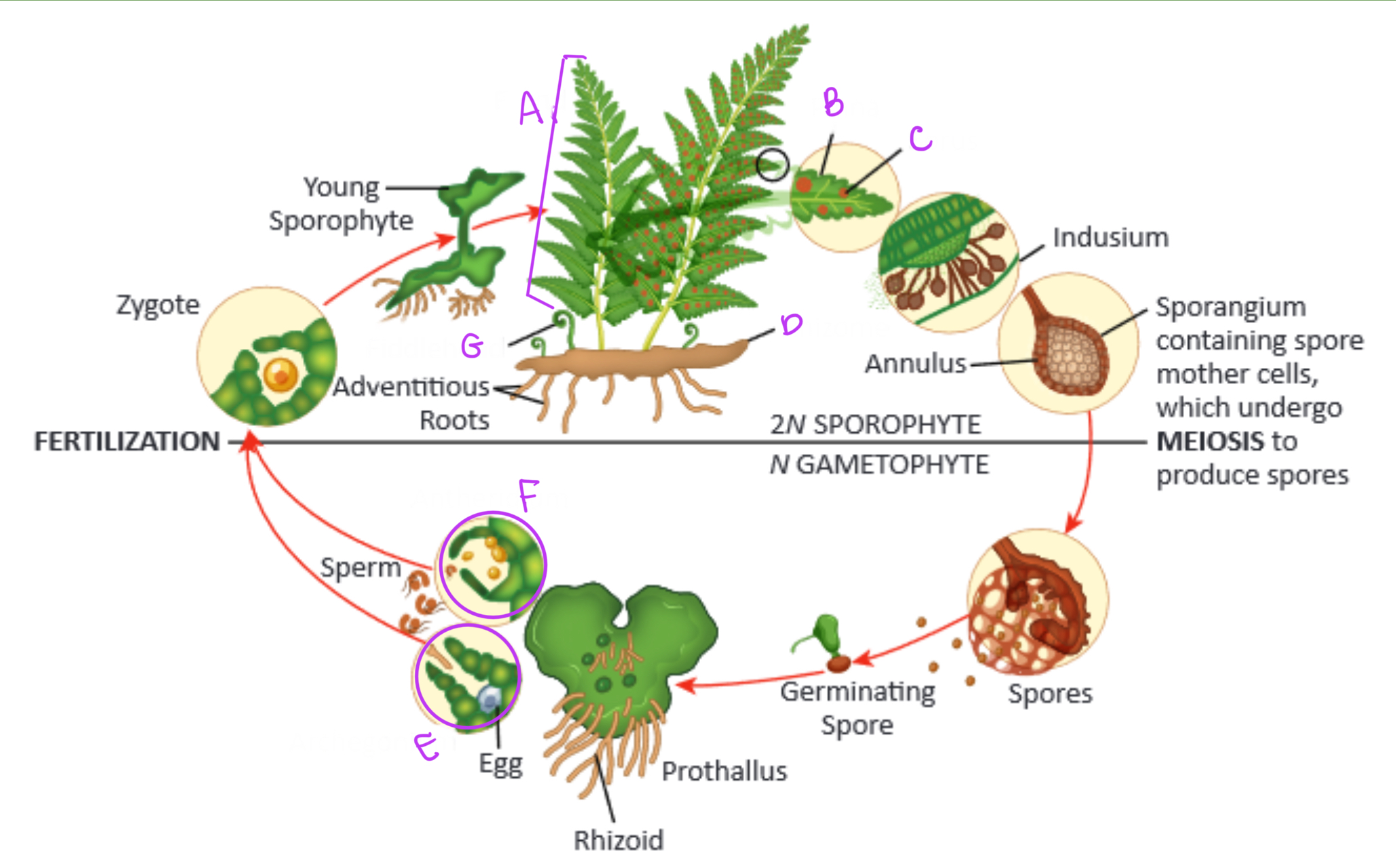 <p>Identify the parts of the fern within its life cycle </p>
