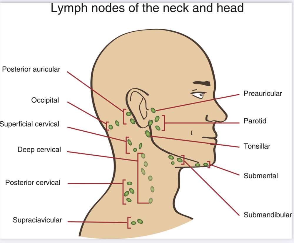 Preauricular
Postauricular 
Occipital  
Parotid 
Tonsillar 
Submandibular 
Submental