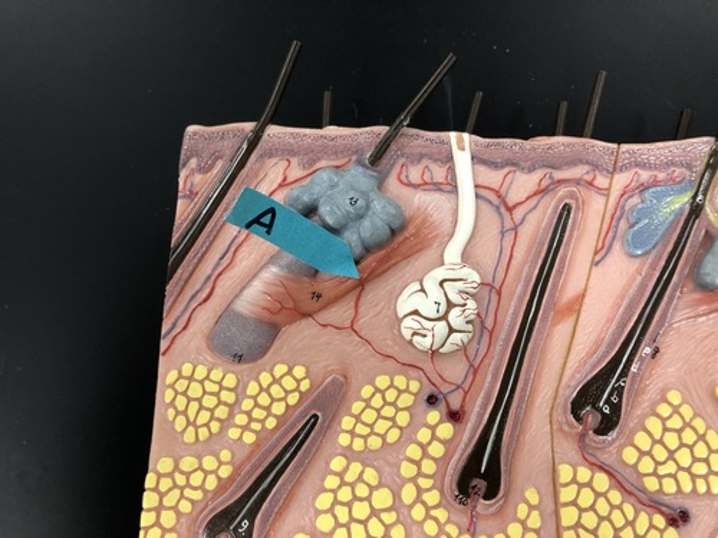 <p>Identify</p>