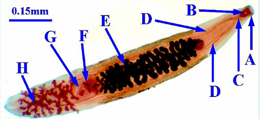 <p>1.) Phylum</p><p>2.)Class?</p><p>3.)Species?</p><p>4.) Endoparasitic/Ectoparasitic/free-living?</p><p>5.)Identify some organs</p><p>6.) Intermediate host</p><p>7.) Monoecious or Diecious </p>