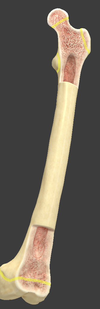 <ul><li><p>when this appears, growth in length of the long bone is done</p></li><li><p>dictated by growth hormones</p></li></ul><p></p>