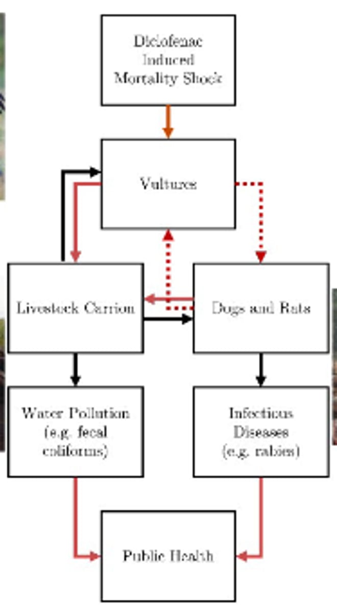 <p>What does this flowchart indicate?</p>