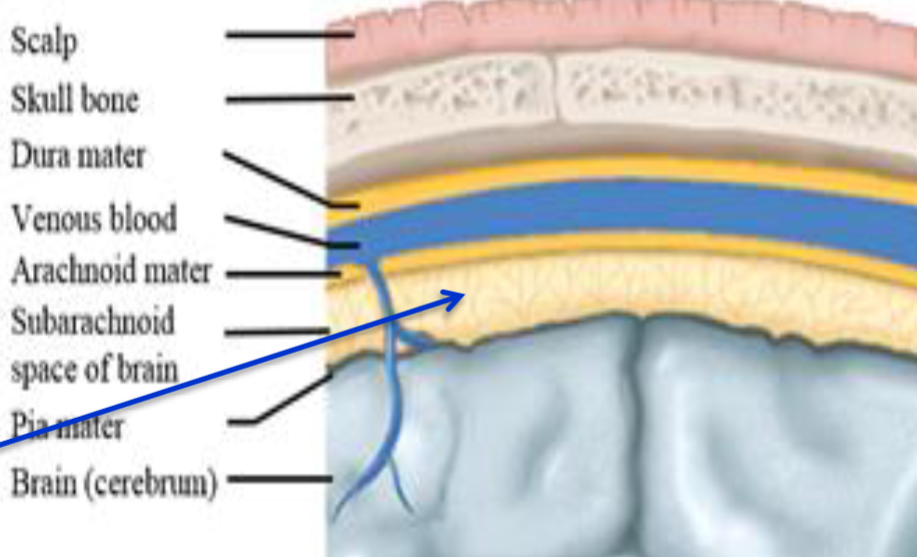 <ul><li><p>The first protective layer for the CNS.</p></li><li><p>Skull (cranium) for brain.</p></li><li><p>Vertebrae for spinal cord.</p></li></ul><p></p>