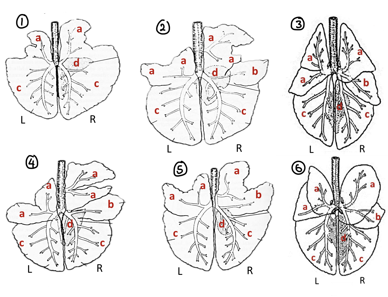 <p><span style="color: rgb(255, 0, 254)"><strong><mark data-color="purple" style="background-color: purple; color: inherit">Lungs:</mark> Label Lobes </strong></span>#ff00fe</p><ul><li><p>Label the species 1-6</p></li><li><p>Label the lobes a-d</p></li></ul><p></p>