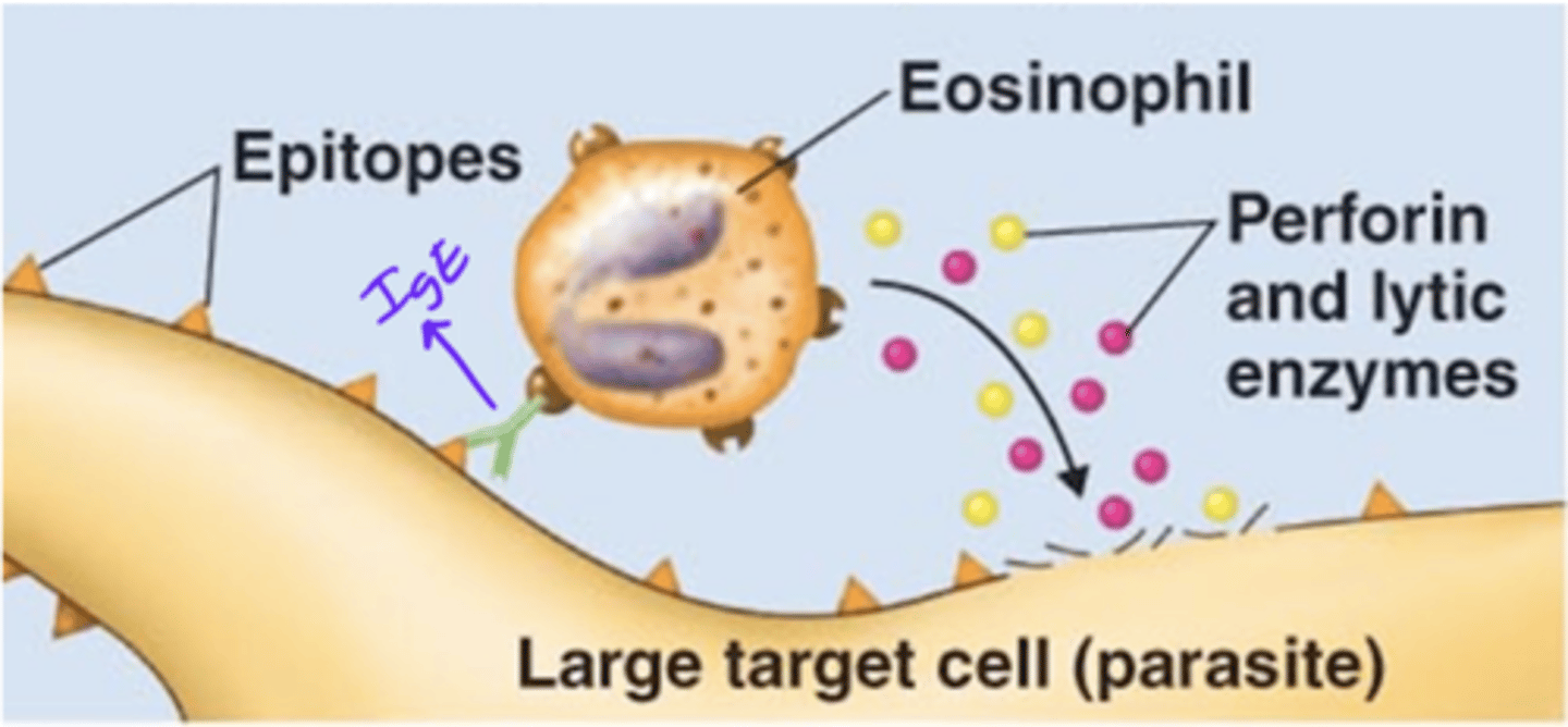 <p>Antibody effects of binding</p><p>- 1 of 5 effects</p><p>- IgE's Fab region binds to an epitope on a parasite</p><p>- Eosinophil binds to the IgE's Fc region</p><p>- Eosinophil releases perforin and lytic enzymes</p><p>- Perforin and lytic enzymes target and destroy cell membrane of parasite</p>