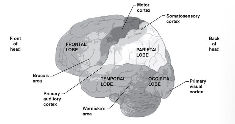 <p>center for higher-order processes such as thinking, planning, judgment; receives and processes sensory info and directs movement</p>